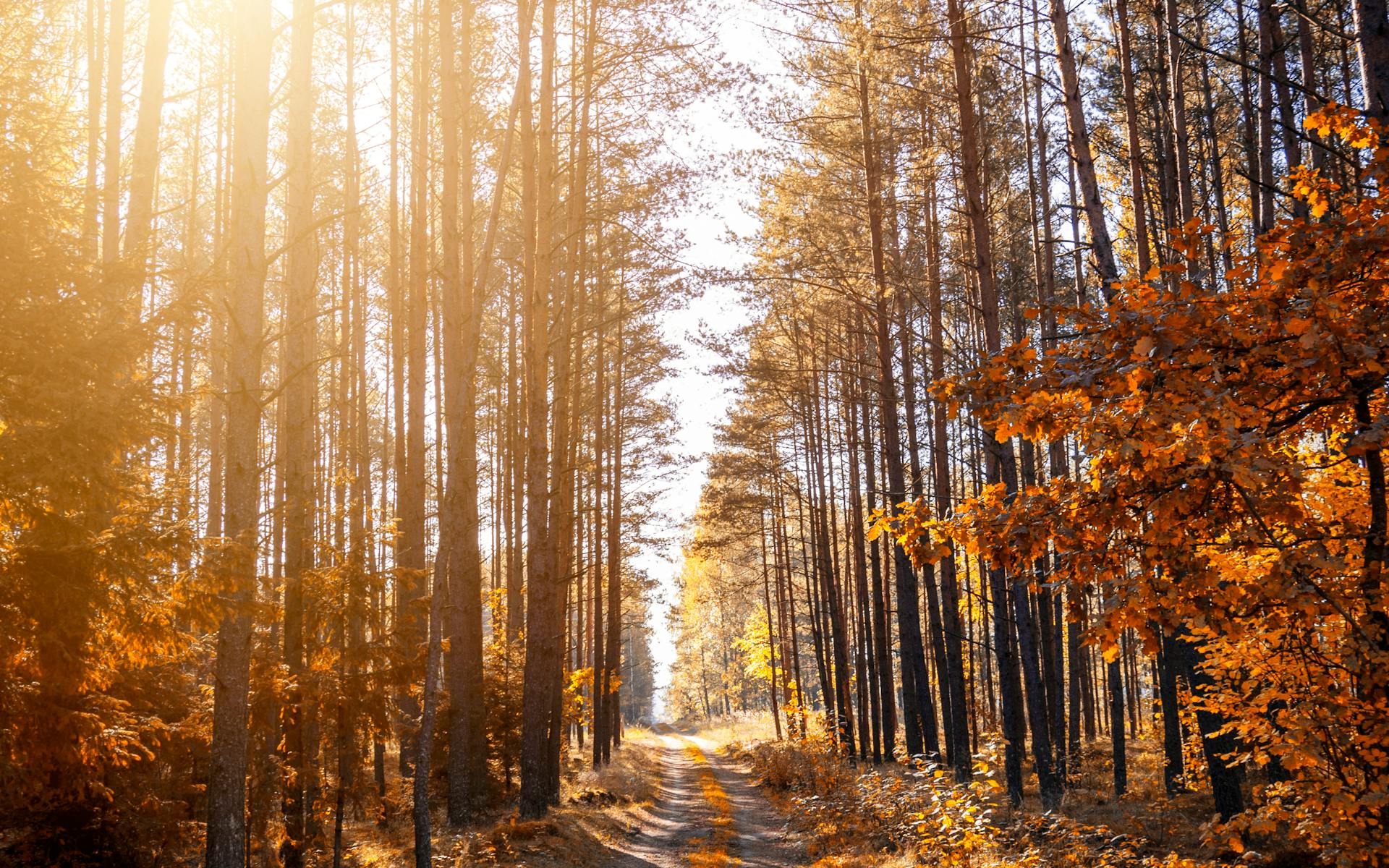 Autumn light filtering through forest trees